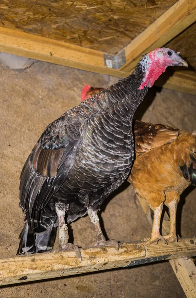 Ein Bunter Lebender Truthahn Mit Huhn Stall Auf Der Stange — Stockfoto