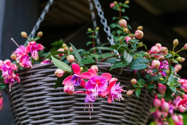Schöne Fuchsienblüten Hängen Topf Garten — Stockfoto