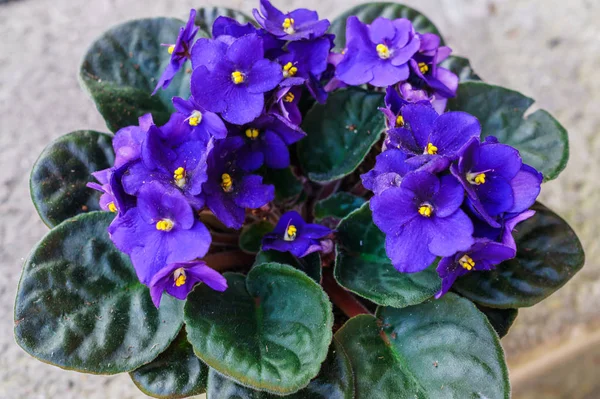 Flores Saintpaulia African Violet Planta Casa — Fotografia de Stock