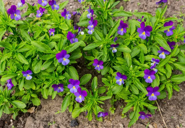 Set Delicate Blue Purple Pansies — Stock Photo, Image