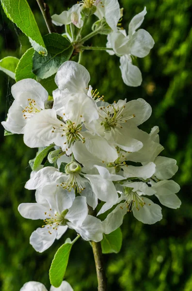 Blommor Apple Gren Mot Blå Himmel Tidigt Våren — Stockfoto