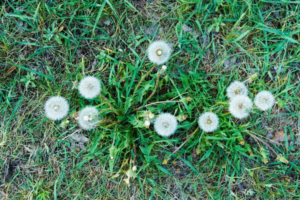 春先に生い茂った草でタンポポを色あせた — ストック写真