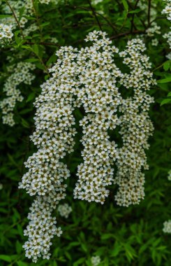 Parkta erkeçsakalı beyaz çiçekler. Çiçeklerle kaplı erkeçsakalı bush