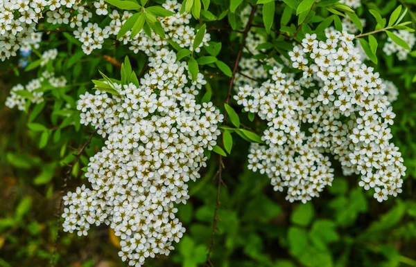 Białe Kwiaty Spirea Parku Tawuła Bush Pokryte Kwiatami — Zdjęcie stockowe