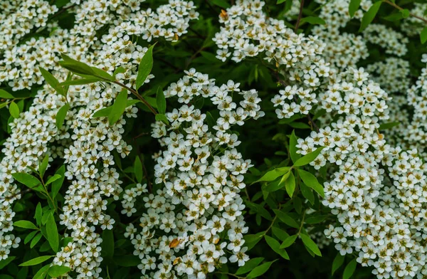 Białe Kwiaty Spirea Parku Tawuła Bush Pokryte Kwiatami — Zdjęcie stockowe