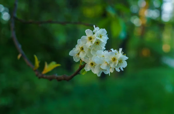 White flowers of bird cherries in early spring