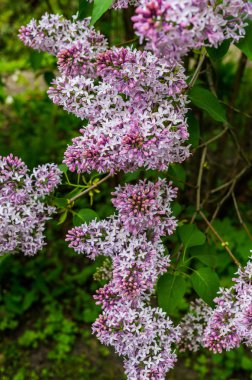 Beyaz terry leylak yaprakları bahar gökyüzü arka planı ile fırça
