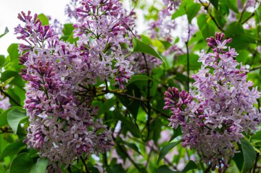 Bahar gökyüzü arka plan karşı nazik pembe mor Lila bush ile yaprakları