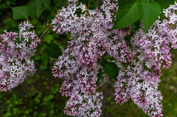 Gentle Pink Purple Lilac Bush Leaves Background Spring Sky — Stock Photo, Image