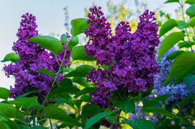 Koyu mor terry karşı mavi bir gökyüzü leylak