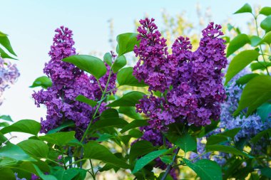 Koyu mor terry karşı mavi bir gökyüzü leylak