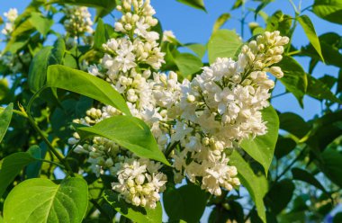 Beyaz terry leylak yaprakları bahar gökyüzü arka planı ile fırça