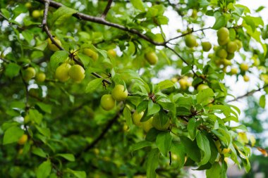 Kiraz eriği ile birlikte değil henüz olgunlaşmış yeşil meyve dalları