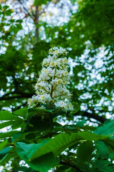 Zweige Blühender Kastanien Weiße Kastanienblüten Vor Dem Hintergrund Sattgrüner Blätter — Stockfoto