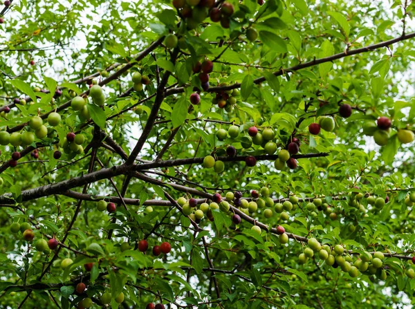 Branches of cherry plum together with green fruit that have not yet ripened