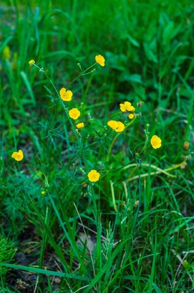 Желтые Полевые Лютики Фоне Зеленой Травы Поле — стоковое фото