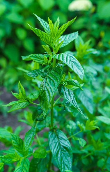 Hortelã Cultivada Jardim Livre Aldeia — Fotografia de Stock