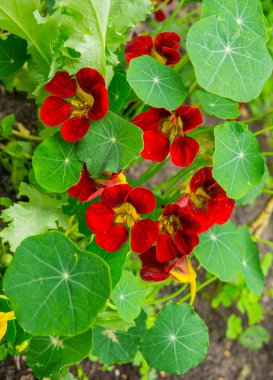 Yeşil yapraklı parlak nasturtium çiçekleri