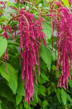 Mor yapraklı sebzeler, tahıl ve Güney Amerika'da süs bitkileri yetiştirilen. Solmayan çiçek tohumları proteinler ve amino asitler zengin bir kaynaktır. En değerli yağ aldıkları