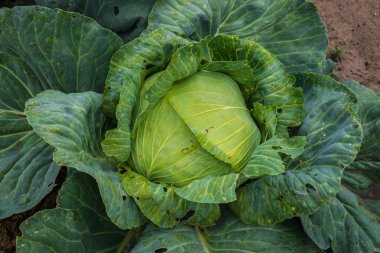 Yeşil lahana bahçesinde köyde büyüyen başkanı