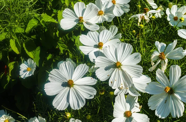 Gyönyörű Cosmos Fehér Virág Kertben Háttér — Stock Fotó