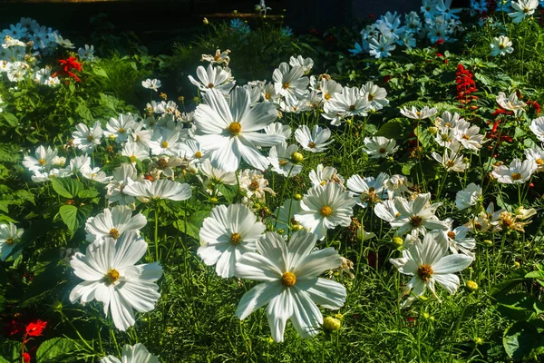 美丽的白色波斯菊的花朵在花园里 — 图库照片