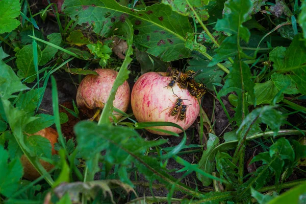 Yaban Arıları Yeşil Çim Üzerinde Yalan Elma Yemek — Stok fotoğraf