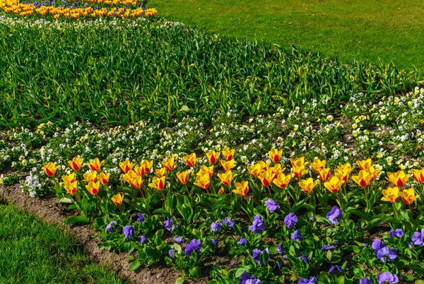 美丽的春天 多色郁金香种植在城市公园 — 图库照片