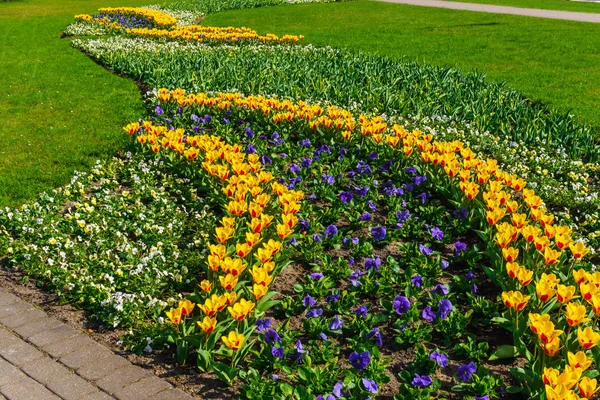 Hermosa Primavera Tulipanes Multicolores Plantados Parque Ciudad — Foto de Stock