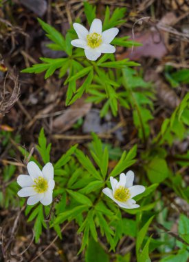 Ormandaki orman anemone erken bahar beyaz çiçekler