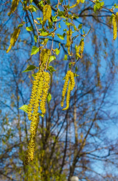 Bouleau Ouvert Attrape Contre Ciel Bleu Début Printemps — Photo