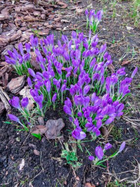 İlk Bahar çiçek Çiğdem. Beyaz bahar crocus ve yeşil çimen, güzel kokulu çiçekler. Bahar parlak çiçek arka plan. Bahar nazik sembolü