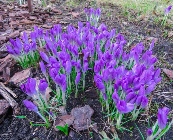 Eerste Lente Bloemen Crocus Witte Lente Geurige Bloemen Van Crocus — Stockfoto