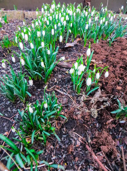 First White Snowdrops Early Spring Last Year Leaves Forest — Stock Photo, Image