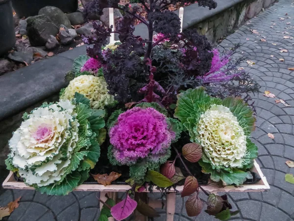 Decorative Lilac Cabbage Which Flower Arrangement Made — Stock Photo, Image