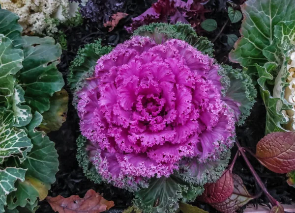 Zierkohl Aus Dem Der Blumenschmuck Gefertigt Wird — Stockfoto