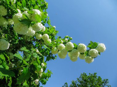 Bir mavi gökyüzü arka plan güzel beyaz ortanca çiçek