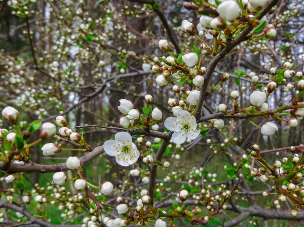 Білосніжні Гілки Квітучої Вишневої Сливи Весняному Саду — стокове фото