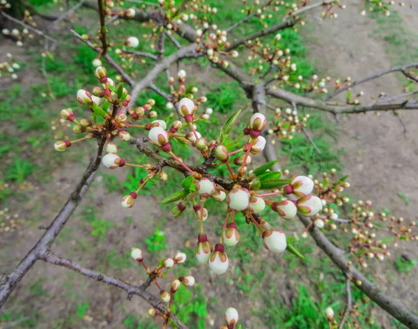 春の庭に咲く桜梅雪枝 — ストック写真