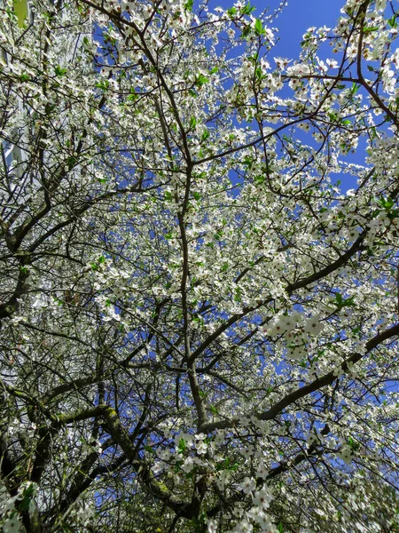 Śnieżnobiała Gałęzi Kwitnących Śliwa Wiśniowa Spring Garden — Zdjęcie stockowe