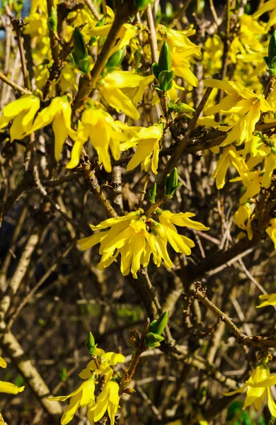 Yellow Flowers Forsythia Early Spring Bare Branches Leaves — Stock Photo, Image