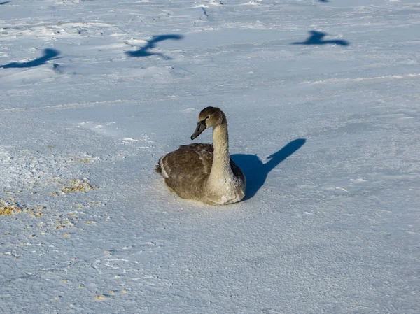 Congelamento Gelo Dos Cisnes Riga Bay Inverno 2018 — Fotografia de Stock