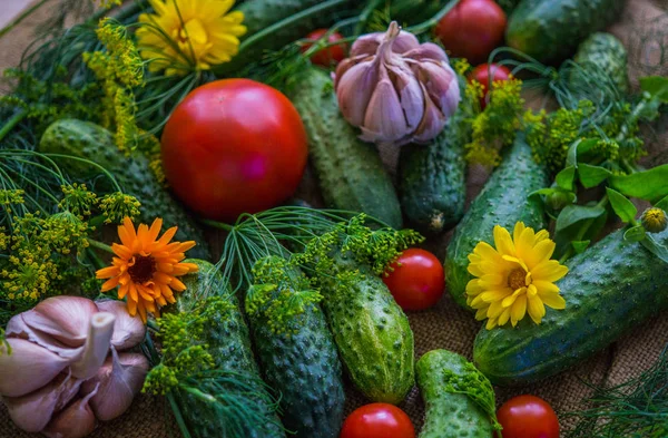 Frische Tomaten Gurken Und Knoblauch Zusammen Mit Dill Und Ringelblumen — Stockfoto