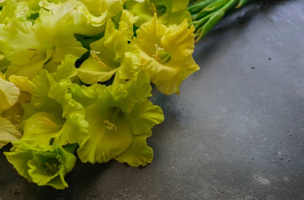 Wunderschöne Gladiolenblüten Mit Einer Ungewöhnlichen Grünlich Gelben Blütenfarbe — Stockfoto