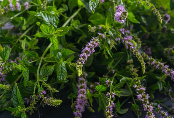 Fresh mint with flowers on a dark background