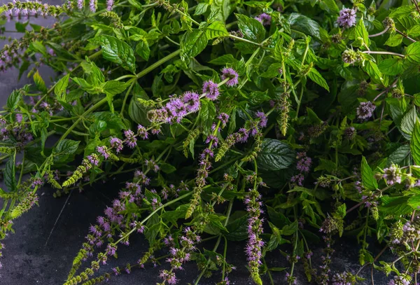 Fresh mint with flowers on a dark background