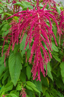 Mor yapraklı sebzeler, tahıl ve Güney Amerika'da süs bitkileri yetiştirilen. Solmayan çiçek tohumları proteinler ve amino asitler zengin bir kaynaktır. En değerli yağ aldıkları