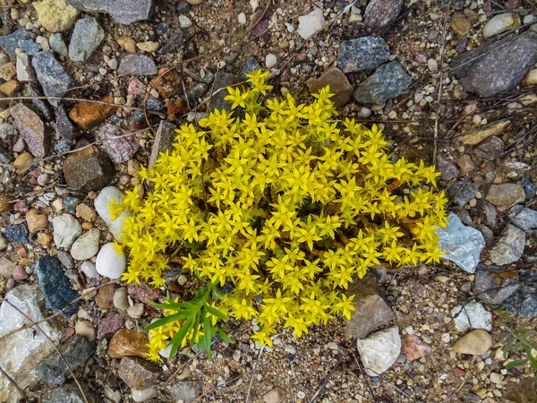 Bright Yellow Flowers Cleansing Mossy Ground — Stock Photo, Image