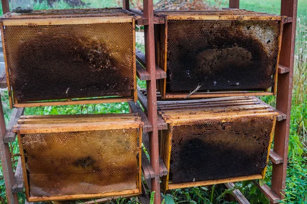 それらから蜂蜜をポンプの後ワックス フレーム使用ハニカム. — ストック写真