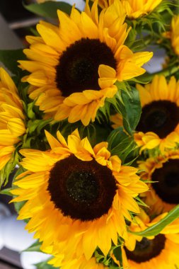 Güzel dekoratif ayçiçeği buketleri yapmak için kullanılan.